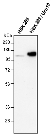 All lanes : Anti-USP10 antibody (ab72486) at 1/1000 dilutionLane 1 : HEK293Lane 2 : HEK293/USP10