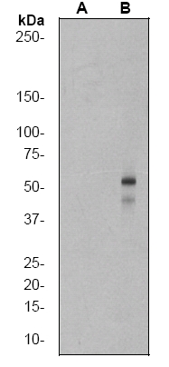 All lanes : Anti-Smad3 (phospho S423 + S425) antibody [EP823Y] (ab52903) at 1/2000 dilutionLane 1 : (A) HL-60 cell lysates at 10µg untreatedLane 2 : (B) HL-60 cell lysates at 10µg treated with TGF.