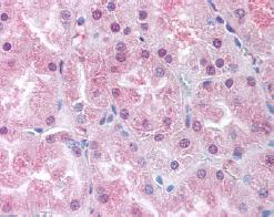 ab62052, at 5µg/ml, staining USP33 in Formalin/PFA-Fixed Paraffin-Embedded Human Kidney tissue by Immunohistochemistry.