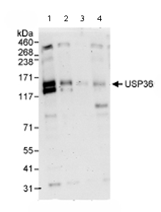 All lanes : Anti-USP36 antibody (ab72243) at 0.4 µg/mlLane 1 : Whole cell lysate from Hela cells at 50 µgLane 2 : Whole cell lysate from Hela cells at 15 µgLane 3 : Whole cell lysate from Hela cells at 5 µgLane 4 : Whole cell lysate from 293T cells at 50 µg