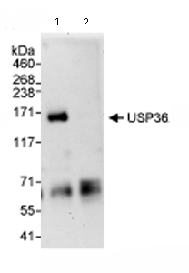 Immunoprecipitation/ Western Blot of USP36. Lane 1: ab72243 at 3µg/mg whole cell lysate. Lane 2: Control IgG. ab72243 at 1µg/ml for subsequent WB. Whole cell lysate from Hela cells at 1mg for IP, 20% of IP loaded. Detection:Chemiluminescence with an exposure time of 3 minutes.