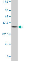 Western blot against tagged recombinant protein immunogen using ab56985 USP39 antibody at 1ug/ml.