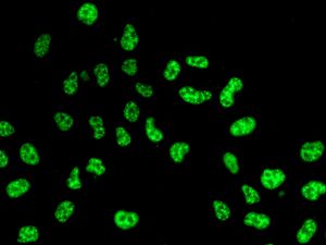 Immunofluorescence analysis of HeLa cells labelling USP39 with ab131244 at 1/100 dilution.