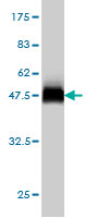 Western blot against tagged recombinant protein immunogen using ab57345 USP43 antibody at 1ug/ml.
