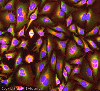 ICC/IF image of ab26334 stained HeLa cells. The cells were 100% Methanol fixed (5min) and then incubated in 1%BSA / 10% normal Goat serum / 0.3M glycine in 0.1% PBS-Tween for 1h to permeabilise the cells and block non-specific protein-protein interactions. The cells were then incubated with the antibody (ab26334, 5µg/ml) overnight at +4°C. The secondary antibody (green) was ab96899, DyLight® 488 Goat anti-Rabbit IgG (H+L) used at a 1/250 dilution for 1h. Alexa Fluor® 594 WGA was used to label plasma membranes (red) at a 1/200 dilution for 1h. DAPI was used to stain the cell nuclei (blue) at a concentration of 1.43µM.