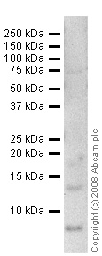 Anti-Uteroglobin antibody (ab36408) at 1 µg/ml + Lung (Human) Tissue Lysate - Adenocarcinoma (ab42923) at 10 µgSecondaryGoat polyclonal to Rabbit IgG - H&L - Pre-Adsorbed (HRP) at 1/3000 dilutionPerformed under reducing conditions.