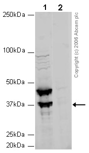 All lanes : Anti-UTF1 antibody (ab24273) at 1 µg/mlLane 1 : Mouse Embryonic Stem Cell LysateLane 2 : Mouse Embryonic Stem Cell Lysate with Human UTF1 peptide (ab30369) at 1 µg/mlLysates/proteins at 20 µg per lane.SecondaryGoat Anti-Rabbit IgG H&L (HRP) preadsorbed (ab7090) at 1/10000 dilution