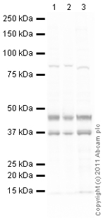 All lanes : Anti-UTF1 antibody (ab105090) at 1 µg/mlLane 1 : E14Tg2a (Mouse embryonic stem cell line) Whole Cell LysateLane 2 : F9 (Mouse embryonic carcinoma cell line) Whole Cell Lysate Lane 3 : IOUD2 (Mouse embryonic stem cell) Whole Cell LysateLysates/proteins at 10 µg per lane.SecondaryGoat Anti-Rabbit IgG H&L (HRP) preadsorbed (ab97080) at 1/5000 dilutiondeveloped using the ECL techniquePerformed under reducing conditions.