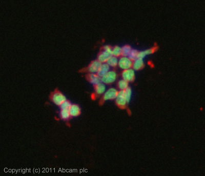 ICC/IF image of ab105090 stained mouse embryonic stem cells. The cells were 100% methanol fixed (5 min) and then incubated in 1%BSA / 10% normal goat serum / 0.3M glycine in 0.1% PBS-Tween for 1h to permeabilise the cells and block non-specific protein-protein interactions. The cells were then incubated with the antibody (ab105090, 1µg/ml) overnight at +4°C. The secondary antibody (green) was ab96899, DyLight® 488 goat anti-rabbit IgG (H+L) used at a 1/250 dilution for 1h. Alexa Fluor® 594 WGA was used to label plasma membranes (red) at a 1/200 dilution for 1h. DAPI was used to stain the cell nuclei (blue) at a concentration of 1.43µM. This antibody also gave a positive result in 4% formaldehyde fixed (10 min) mouse ES cells at 1µg/ml.