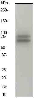 Anti-v-Myb + c-Myb antibody [EP769Y] - ChIP Grade (ab45150) at 1/10000 dilution + Ramos membrane