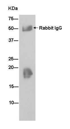 Western blot analysis of immunoprecipitation pellet from Human cerebellum lysate immunoprecipitated using ab181869 at 1/70 dilution.Secondary: Goat Anti-Rabbit IgG, (H+L), Peroxidase conjugate at 1/1000 dilution.