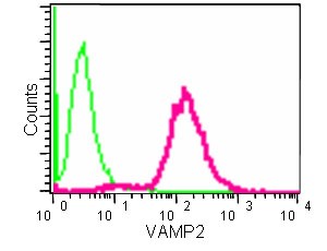 Flow cytometry analysis of Jurkat cells fixed with 2% paraformaldehyde labeling VAMP2 with ab181869 at 1/150 dilution followed by Goat anti rabbit IgG (FITC) at 1/150 dilution. Rabbit monoclonal IgG was used as an isotype control.