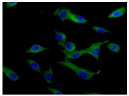 Immunofluorescent analysis of U87-MG cells (4% paraformaldehyde-fixed) labeling VAMP2 with ab181869 at 1/500 dilution followed by Goat anti rabbit IgG (Alexa Fluor®488) at 1/200 dilution and counterstained with Dapi.