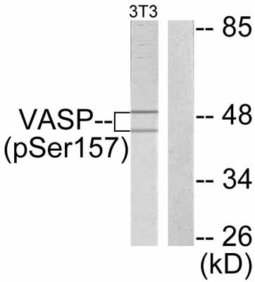 All lanes : Anti-VASP (phospho S157) antibody (ab47268)Lane 1 : NIH/3T3 cell extract treated with forskolin (40µM, 30 min)Lane 2 : NIH/3T3 cell extract