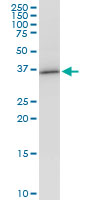 Anti-VAX1 antibody (ab88424) at 1 µg/ml + NIH/3T3 cell lysate at 25 µgSecondaryGoat Anti-Mouse IgG (H&L)-HRP Conjugate at 1/2500 dilution