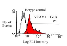 ab24853 staining mouse (Balb/c) bone marrow cells by flow cytometry. 1µg of antibody was used for 106 cells.