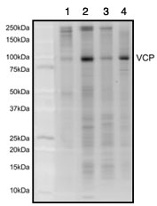 ab110308 pulls down the 89 kDa VCP protein in Human (lane 1), Rat (lane 2), and Mouse (lane 3) liver samples and Human HepG2 cultured cell lysate (lane 4). The identity of this protein was confirmed by mass spectrometry. This gel was stained with sypro ruby gel stain.