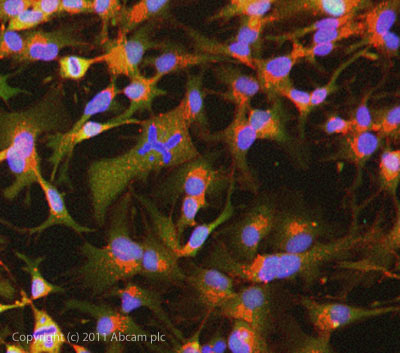 ICC/IF image of ab79037 stained HepG2 cells. The cells were 100% methanol fixed (5 min) and then incubated in 1%BSA / 10% normal goat serum / 0.3M glycine in 0.1% PBS-Tween for 1h to permeabilise the cells and block non-specific protein-protein interactions. The cells were then incubated with the antibody (ab79037, 10µg/ml) overnight at +4°C. The secondary antibody (green) was ab96879 Dylight 488 goat anti-mouse IgG (H+L) used at a 1/250 dilution for 1h. Alexa Fluor® 594 WGA was used to label plasma membranes (red) at a 1/200 dilution for 1h. DAPI was used to stain the cell nuclei (blue) at a concentration of 1.43µM.