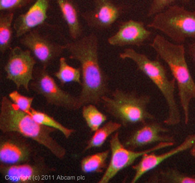 ICC/IF image of ab90719 stained HeLa cells. The cells were 4% PFA fixed (10 min) and then incubated in 1%BSA / 10% normal goat serum / 0.3M glycine in 0.1% PBS-Tween for 1h to permeabilise the cells and block non-specific protein-protein interactions. The cells were then incubated with the antibody (ab90719, 5µg/ml) overnight at +4°C. The secondary antibody (green) was Alexa Fluor® 488 goat anti-rabbit IgG (H+L) used at a 1/1000 dilution for 1h. Alexa Fluor® 594 WGA was used to label plasma membranes (red) at a 1/200 dilution for 1h. DAPI was used to stain the cell nuclei (blue) at a concentration of 1.43µM. This antibody also gave a positive result in 100% methanol fixed (5 min) MCF7 cells at 5µg/ml.