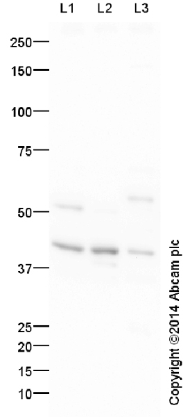 All lanes : Anti-VEGF antibody (ab46154) at 1 µg/mlLane 1 : HeLa (Human epithelial carcinoma cell line) Whole Cell LysateLane 2 : NIH 3T3 (Mouse embryonic fibroblast cell line) Whole Cell LysateLane 3 : PC12 (Rat adrenal pheochromocytoma cell line) Whole Cell LysateLysates/proteins at 10 µg per lane.SecondaryGoat Anti-Rabbit IgG H&L (HRP) (ab97051) at 1/50000 dilutiondeveloped using the ECL techniquePerformed under reducing conditions.