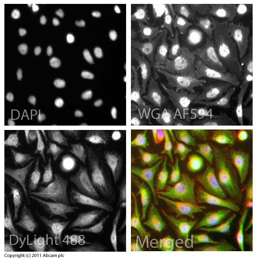 ICC/IF image of ab46154 stained HeLa cells. The cells were 4% formaldehyde fixed (10 min) and then incubated in 1%BSA / 10% normal goat serum / 0.3M glycine in 0.1% PBS-Tween for 1h to permeabilise the cells and block non-specific protein-protein interactions. The cells were then incubated with the antibody (ab46154, 1µg/ml) overnight at +4°C. The secondary antibody (green) was ab96899, DyLight® 488 goat anti-rabbit IgG (H+L) used at a 1/250 dilution for 1h. Alexa Fluor® 594 WGA was used to label plasma membranes (red) at a 1/200 dilution for 1h. DAPI was used to stain the cell nuclei (blue) at a concentration of 1.43µM.