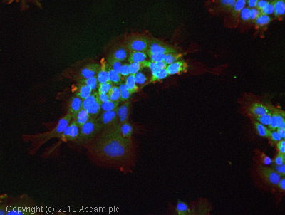ICC/IF image of ab2350 stained A431 cells. The cells were 100% methanol fixed (5 min) and then incubated in 1%BSA / 10% normal goat serum / 0.3M glycine in 0.1% PBS-Tween for 1h to permeabilise the cells and block non-specific protein-protein interactions. The cells were then incubated with the antibody (ab2350, 5µg/ml) overnight at +4°C. The secondary antibody (green) was ab96899, DyLight® 488 goat anti-rabbit IgG (H+L) used at a 1/250 dilution for 1h. Alexa Fluor® 594 WGA was used to label plasma membranes (red) at a 1/200 dilution for 1h. DAPI was used to stain the cell nuclei (blue) at a concentration of 1.43µM.