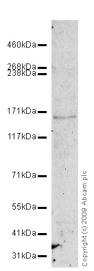 Anti-VEGF Receptor 1 antibody (ab59277) at 1 µg/ml + HCT 116 (Human Colorectal Carcinoma) Whole Cell Lysate at 10 µgSecondaryGoat polyclonal to Rabbit IgG - H&L - Pre-Adsorbed (HRP) at 1/3000 dilutionObserved band size : 165 kDa (why is the actual band size different from the predicted?)