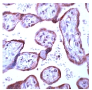 ab15294 staining human placenta by Immunohistochemistry (FFPE-sections).