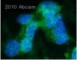 ab32152 at 1/200 dilution staining VEGF Receptor 1 in human 293FT cells by Immunocytochemistry/ Immunofluorescence. Cells were fixed in formaldehyde and blocked in 5% BSA for 1 hour at 25°C. The primary antibody was used at 1/200 dilution in PBS and incubated with sample at 4°C for 12 hours. An Alexa Fluor® 488 conjugated Goat polyclonal to rabbit IgG was used as secondary at 1/500 dilution.See Abreview