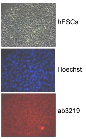 The image is of a colony of undifferentiated human embryonic stem cells (H9). The cells are positive for Smad4 with staining localised in the nucleus. Dilution: 1/50