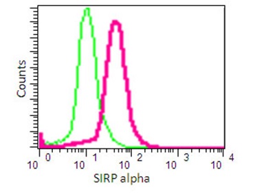 Flow Cytometric analysis of THP1 cells (2% paraformaldehyde-fixed) labeling SIRP alpha with ab191419 at 1/50 dilution (red) or a Rabbit monoclonal IgG (negative) (green), followed by Goat anti rabbit IgG (FITC) secondary at 1/150 dilution