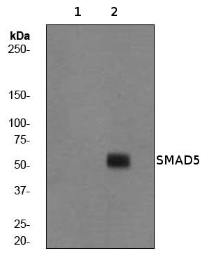 All lanes : Anti-SMAD5 (phospho S463 + S465) antibody [EP728(2)AY] (ab76296) at 1/500 dilutionLane 1 : HeLa cell lysate - untreatedLane 2 : HeLa cell lysate - treated with BMP-4Lysates/proteins at 10 µg per lane.Secondarygoat anti-rabbit HRP at 1/2000 dilution