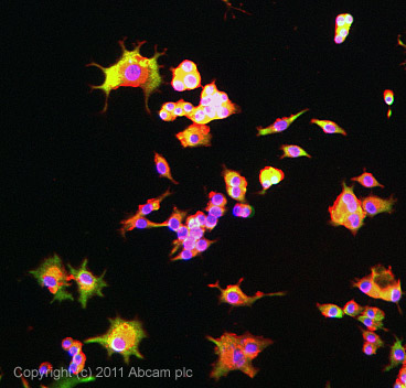 ICC/IF image of ab69989 stained PC12 cells. The cells were 100% methanol fixed (5 min) and then incubated in 1%BSA / 10% normal goat serum / 0.3M glycine in 0.1% PBS-Tween for 1h to permeabilise the cells and block non-specific protein-protein interactions. The cells were then incubated with the antibody (ab69989, 5µg/ml) overnight at +4°C. The secondary antibody (green) was Alexa Fluor® 488 goat anti-rabbit IgG (H+L) used at a 1/1000 dilution for 1h. Alexa Fluor® 594 WGA was used to label plasma membranes (red) at a 1/200 dilution for 1h. DAPI was used to stain the cell nuclei (blue) at a concentration of 1.43µM.