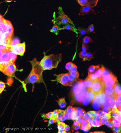 ICC/IF image of ab74140 stained PC12 cells. The cells were 100% methanol fixed (5 min) and then incubated in 1%BSA / 10% normal goat serum / 0.3M glycine in 0.1% PBS-Tween for 1h to permeabilise the cells and block non-specific protein-protein interactions. The cells were then incubated with the antibody (ab74140, 5µg/ml) overnight at +4°C. The secondary antibody (green) was ab96899, DyLight® 488 goat anti-rabbit IgG (H+L) used at a 1/250 dilution for 1h.Alexa Fluor® 594 WGA was used to label plasma membranes (red) at a 1/200 dilution for 1h. DAPI was used to stain the cell nuclei (blue) at a concentration of 1.43µM.