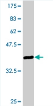 Anti-VGLL1 antibody (ab77019) at 5 µg/ml + immunogen at 0.2 µgSecondaryGoat Anti-Mouse IgG (H&L)-HRP Conjugate at 1/5000 dilution