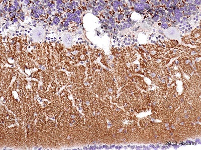IHC-P image of VGlut1 staining on goat cerebellum section using ab104898 (1:4000). The sections were deparaffinized and subjected to heat mediated antigen retrieval using citric acid. The sections were blocked using 1% BSA for 10 mins at 21°C. ab104898 was diluted 1:4000 and incubated with the sections for 2 hours at 21°C. The secondary antibody used was goat polyclonal to rabbit IgG conjugated to biotin (undiluted).See Abreview