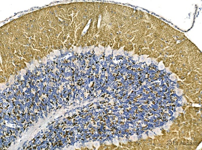 IHC-P image of VGlut1 staining on mouse cerebellum section using ab104898 (1:4000). The sections were deparaffinized and subjected to heat mediated antigen retrieval using citric acid. The sections were blocked using 1% BSA for 10 mins at 21°C. ab104898 was diluted 1:4000 and incubated with the sections for 2 hours at 21°C. The secondary antibody used was goat polyclonal to rabbit IgG conjugated to biotin (1:250).