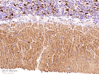 IHC-P image of VGlut1 staining on dog cerebellum section using ab104898 (1:4000). The sections were deparaffinized and subjected to heat mediated antigen retrieval using citric acid. The sections were blocked using 1% BSA for 10 mins at 21°C. ab104898 was diluted 1:4000 and incubated with the sections for 2 hours at 21°C. The secondary antibody used was goat polyclonal to rabbit IgG conjugated to biotin (1:250).
