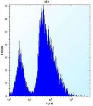 Flow cytometric analysis of 293 cells (right histogram) compared to a negative control cell (left histogram) labeling VILIP1 with ab190155 at 1/10 dilution. FITC-conjugated goat-anti-rabbit secondary antibodies were used for the analysis.