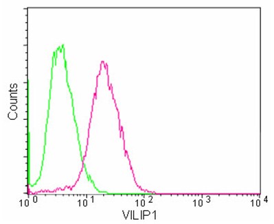 Flow cytometric analysis of 2% paraformaldehyde fixed SH-SY5Y cells labeling VILIP1 with ab180141 at 1/50. Secondary antibody Goat anti rabbit IgG (FITC) at 1/75. Isotype control Rabbit IgG.