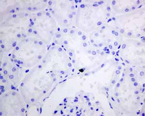 Immunohistochemical analysis of paraffin embedded normal Human kidney tissue using ab151741 showing -ve staining.