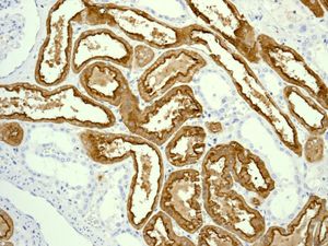 Immunohistochemical analysis of paraffin-embedded Human kidney tissue labelling Villin with ab133510 at 1/100 dilution.