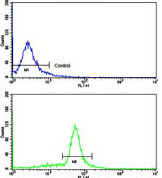 Flow Cytometric analysis of WiDr cells labelling Villin with ab135608 at 1/10 dilution (bottom histogram) compared to a negative control cell (top histogram). FITC-conjugated goat-anti-rabbit secondary antibodies were used for the analysis.