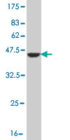 Western blot against tagged recombinant protein immunogen using ab55485 SMAD6 antibody at 1ug/ml.