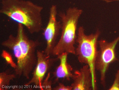 ICC/IF image of ab8069 stained HeLa cells. The cells were 100% methanol fixed (5 min) and then incubated in 1%BSA / 10% normal goat serum / 0.3M glycine in 0.1% PBS-Tween for 1h to permeabilise the cells and block non-specific protein-protein interactions. The cells were then incubated with the antibody (ab8069, 1µg/ml) overnight at +4°C. The secondary antibody (green) was ab96879, DyLight® 488 goat anti-mouse IgG (H+L) used at a 1/250 dilution for 1h.Alexa Fluor® 594 WGA was used to label plasma membranes (red) at a 1/200 dilution for 1h. DAPI was used to stain the cell nuclei (blue) at a concentration of 1.43µM.