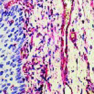 ab28028 staining of tonsil by Immunohistochemistry (Formalin/PFA-fixed paraffin-embedded sections).