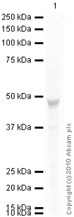 Anti-VIP Receptor 1 antibody [AS58] (ab16155) at 1 µg/ml + HT29 (Human colon adenocarcinoma grade II cell line) Whole Cell Lysate (ab3952) at 10 µg/mlSecondaryGoat Anti-Mouse IgG H&L (HRP) preadsorbed (ab97040) at 1/5000 dilutiondeveloped using the ECL techniquePerformed under reducing conditions.