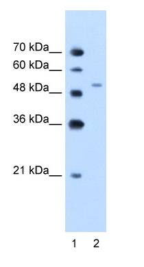 Anti-Visfatin antibody (ab58640) at 1.25 µg/ml + Jurkat cell lysate at 10 µg with 5% skim milk in PBS bufferSecondaryHRP conjugated anti-Rabbit IgG at 1/50000 dilution