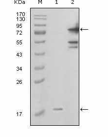 All lanes : Anti-Visfatin antibody [1D3A12] (ab66887) at 1/500 dilutionLane 1 : Truncated PBEF-His recombinant protein (aa338-479;16kDa) Lane 2 : Whole cell lysate from COS-7 cell line transfected with full lenght GFP-PBEF (27kDa+56kDa; aa1-491)