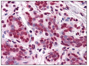 Immunohistochemistry Image of Human Breast: Formalin-Fixed, Paraffin-Embedded tissue using ab110106 at 5 µg/ml.